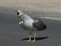 Larus michahellis 53, Geelpootmeeuw, Saxifraga-Willem van Kruijsbergen