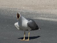 Larus michahellis 54, Geelpootmeeuw, Saxifraga-Willem van Kruijsbergen