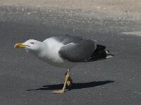 Larus michahellis 55, Geelpootmeeuw, Saxifraga-Willem van Kruijsbergen
