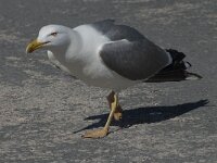 Larus michahellis 57, Geelpootmeeuw, Saxifraga-Willem van Kruijsbergen