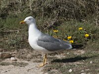 Larus michahellis 61, Geelpootmeeuw, Saxifraga-Willem van Kruijsbergen