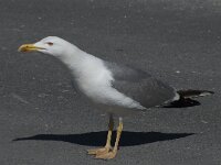 Larus michahellis 66, Geelpootmeeuw, Saxifraga-Willem van Kruijsbergen