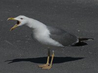 Larus michahellis 67, Geelpootmeeuw, Saxifraga-Willem van Kruijsbergen