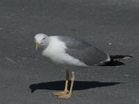 Larus michahellis 68, Geelpootmeeuw, Saxifraga-Willem van Kruijsbergen