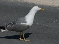 Larus michahellis 71, Geelpootmeeuw, Saxifraga-Willem van Kruijsbergen