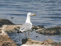 Larus michahellis 78, Geelpootmeeuw, Saxifraga-Dirk Hilbers