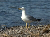 Larus michahellis 80, Geelpootmeeuw, Saxifraga-Theo Verstrael