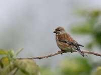 Linaria cannabina 83, Kneu, adult, female, Saxifraga-Theo Verstrael