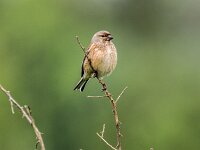 Linaria cannabina 87, Kneu, adult, female, Saxifraga-Theo Verstrael