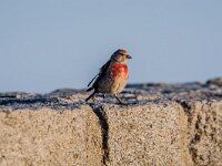 Linaria cannabina 91, Kneu, adult, male, Saxifraga-Theo Verstrael