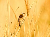 Locustella luscinioides 2, Snor, Saxifraga-Bart Vastenhouw
