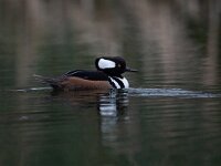 Lophodytes cucullatus 2, Kokardezaagbek, Saxifraga-Luc Hoogenstein