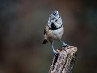 Lophophanes cristatus 83, Kuifmees, adult, Saxifraga-Theo Verstrael