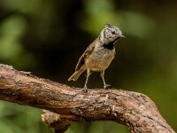 Lophophanes cristatus 84, Kuifmees, adult, Saxifraga-Theo Verstrael