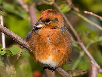 Loxia curvirostra 11, Kruisbek, Saxifraga-Bart Vastenhouw