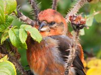 Loxia curvirostra 13, Kruisbek, Saxifraga-Bart Vastenhouw