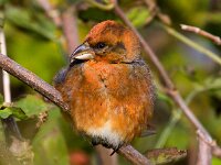 Loxia curvirostra 16, Kruisbek, Saxifraga-Bart Vastenhouw