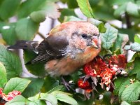 Loxia curvirostra 19, Kruisbek, Saxifraga-Bart Vastenhouw