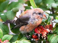 Loxia curvirostra 20, Kruisbek, Saxifraga-Bart Vastenhouw