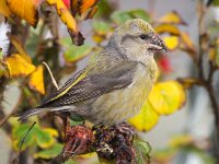 Loxia curvirostra 4, Kruisbek, Saxifraga-Bart Vastenhouw