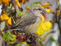 Loxia curvirostra 5, Kruisbek, Saxifraga-Bart Vastenhouw