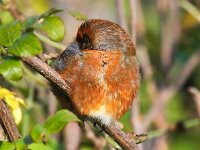 Loxia curvirostra 7, Kruisbek, Saxifraga-Bart Vastenhouw