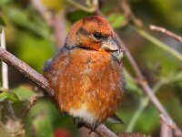 Loxia curvirostra 8, Kruisbek, Saxifraga-Bart Vastenhouw