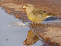 Loxia pytyopsittacus 2, Grote kruisbek, Saxifraga-Mark Zekhuis