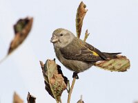 Loxia pytyopsittacus 5, Grote kruisbek, Saxifraga-Mark Zekhuis