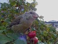 Loxia pytyopsittacus 6, Grote kruisbek, Saxifraga-Mark Zekhuis
