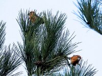 Loxia pytyopsittacus 8, Grote kruisbek, Saxifraga-Bart Vastenhouw
