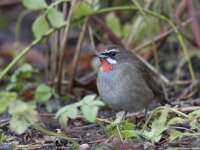Luscinia calliope 2, Roodkeelnachtegaal, Saxifraga-Mark Zekhuis