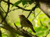 Luscinia megarhynchos 10, Nachtegaal, adult, male, Saxifraga-Theo Verstrael