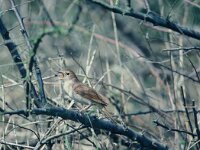 Luscinia megarhynchos 2, Nachtegaal, Saxifraga-Piet Munsterman