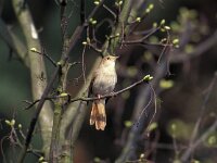 Luscinia megarhynchos 3, Nachtegaal, Saxifraga-Piet Munsterman