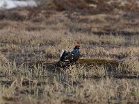 Lyrurus tetrix 32, Korhoen, Saxifraga-Joerg Mager