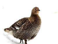 Lyrurus tetrix 86, Korhoen, Saxifraga-Bart Vastenhouw