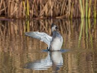 Mareca strepera 57, Krakeend, adult male, Saxifraga-Theo Verstrael