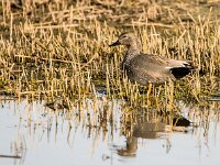 Mareca strepera 67, Krakeend, adult, male, Saxifraga-Theo Verstrael