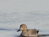 Mareca strepera 68, Krakeend, adult, male, Saxifraga-Theo Verstrael