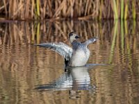 Mareca strepera 69, Krakeend, adult, male, Saxifraga-Theo Verstrael