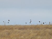 Melanocorypha calandra 18, Kalanderleeuwerik, Saxifraga-Tom Heijnen