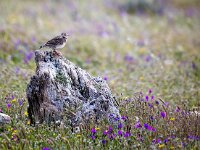 Melanocorypha calandra 8, Kalanderleeuwerik, Saxifraga-Bart Vastenhouw