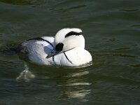 Mergellus albellus 2, Nonnetje, male, Saxifraga-Jan C. van der Straaten
