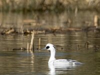 Mergellus albellus 37, Nonnetje, adult, male, Saxifraga-Theo Verstrael