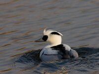Nonnetje  Nonnetje in Arkervaart : Mergellus albellus