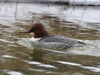 Mergus merganser 16, Grote zaagbek, Saxifraga-Bart Vastenhouw