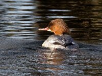 Mergus merganser 34, Grote zaagbek, Saxifraga-Bart Vastenhouw
