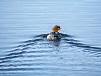 Mergus merganser 39, Grote zaagbek, adult, female, Saxifraga-Theo Verstrael