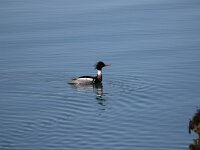 Mergus serrator 11, Middelste Zaagbek, Saxifraga-Peter Meininger